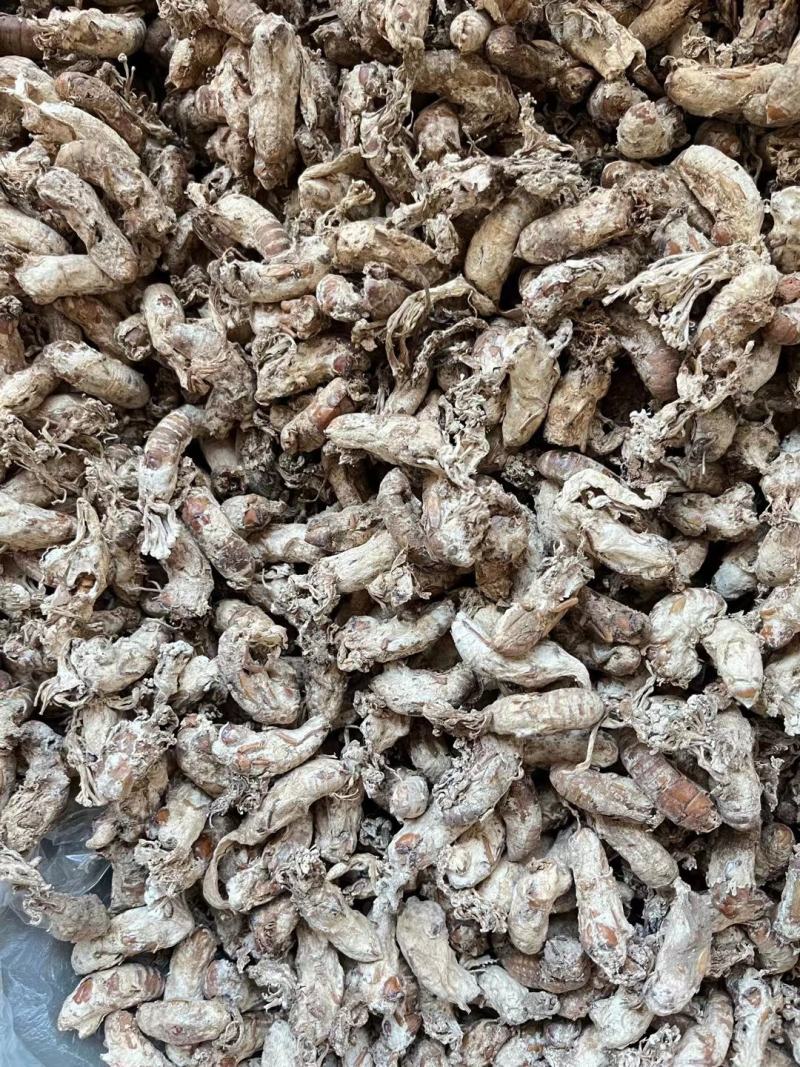 金蝉花大量有现货量大从优价格优惠