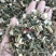 (热销)青蒿产地山东今年新货颜色翠绿大量货源祥泰药材栈