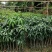 芒果树苗广西灵山发货