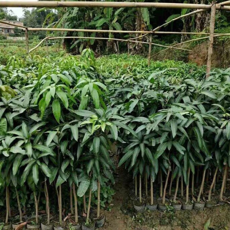 芒果树苗广西灵山发货