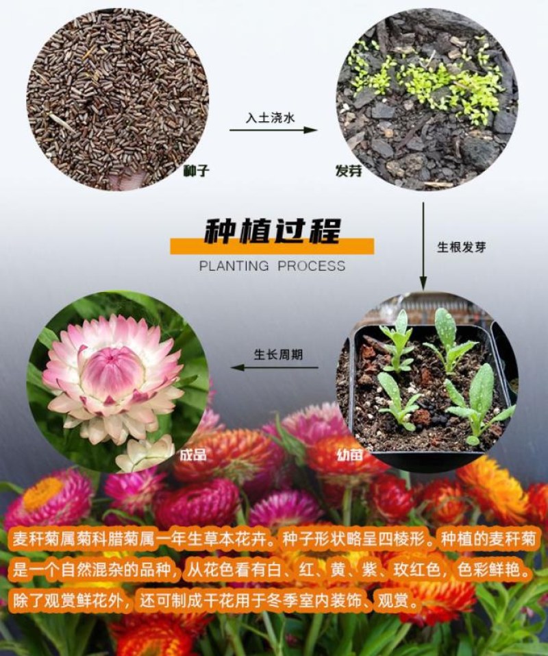 麦秆菊种子蜡菊花种子园林景观花海工程绿化花卉盆栽易活花种