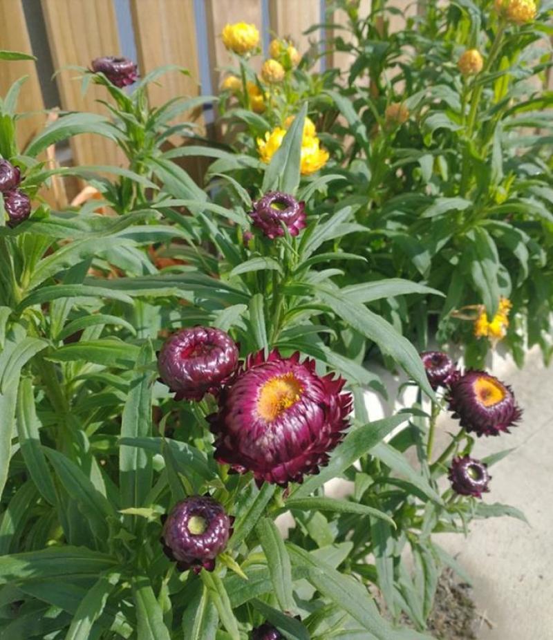 麦秆菊种子蜡菊花种子园林景观花海工程绿化花卉盆栽易活花种