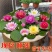 【颗颗带芽】香水睡莲花池塘水缸大睡莲根块花卉水培四季开花