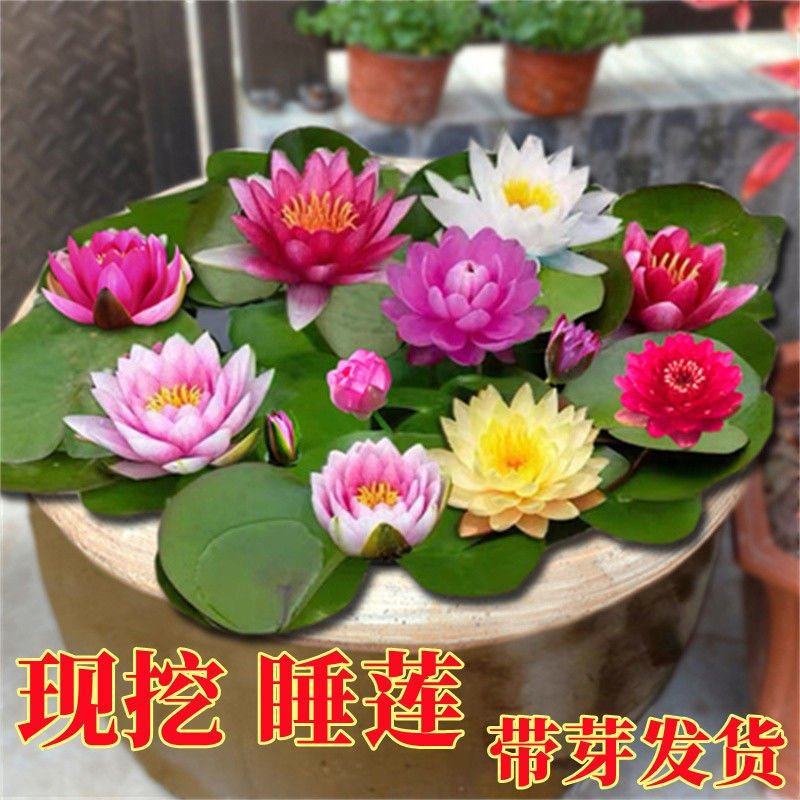 【颗颗带芽】香水睡莲花池塘水缸大睡莲根块花卉水培四季开花