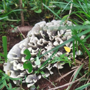 云南野生菌干巴菌
