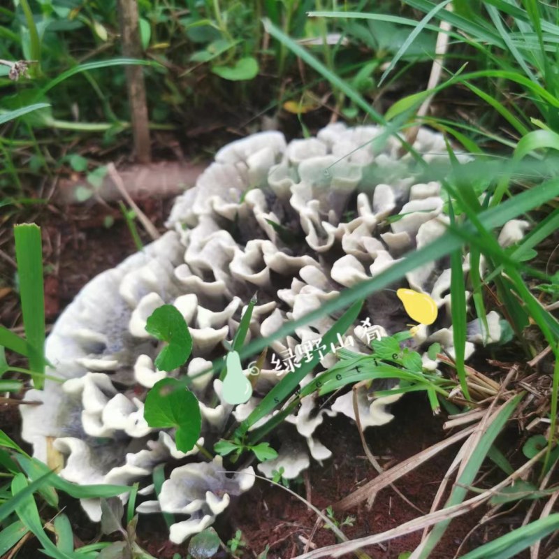 云南野生菌干巴菌