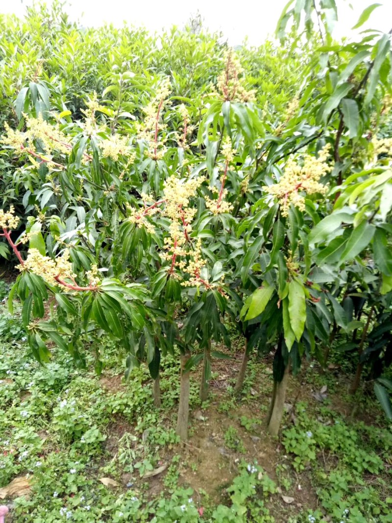 芒果树苗广西灵山发货