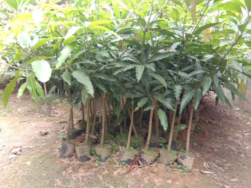 芒果树苗广西灵山发货