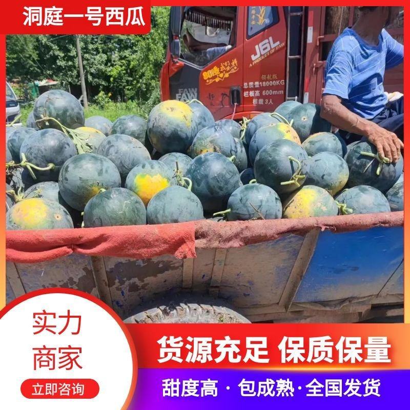 【洞庭一号西瓜】湖南西瓜实力代办实力代办鲜货供应