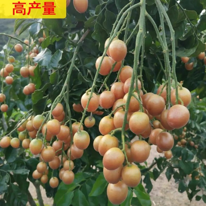 黑黄皮树苗广西灵山发货