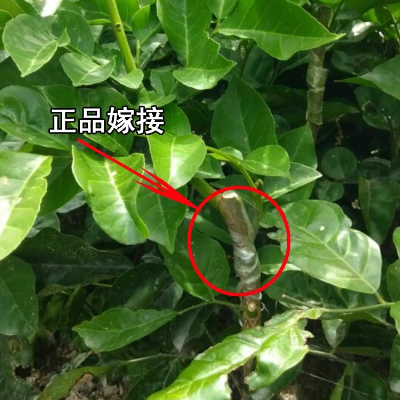 黑黄皮树苗广西灵山发货