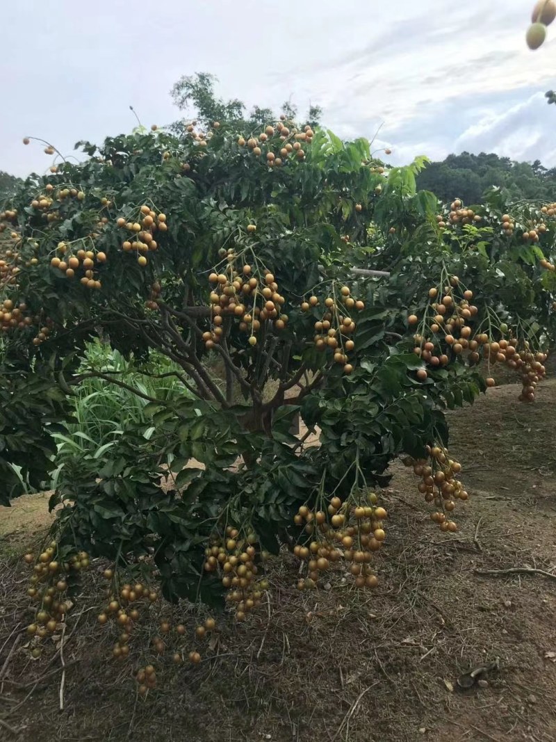 黑黄皮树苗广西灵山发货