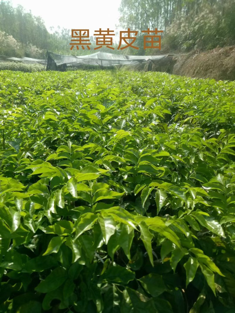 黑黄皮树苗广西灵山发货