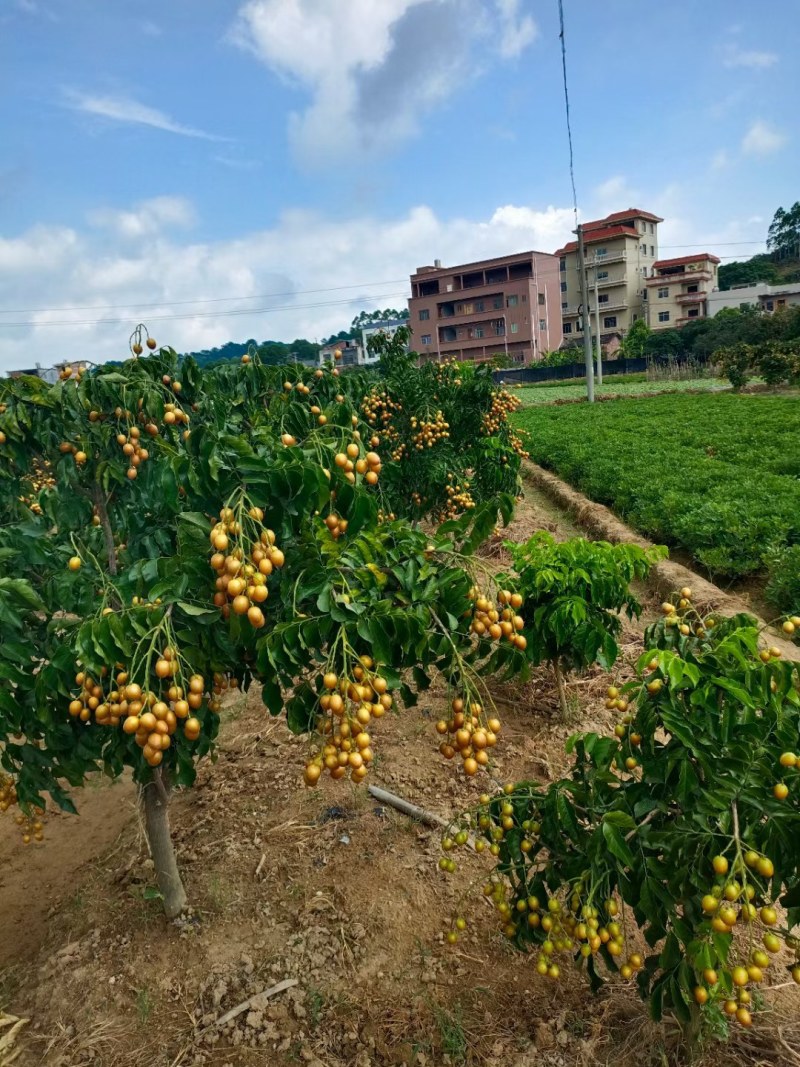 黑黄皮树苗广西灵山发货