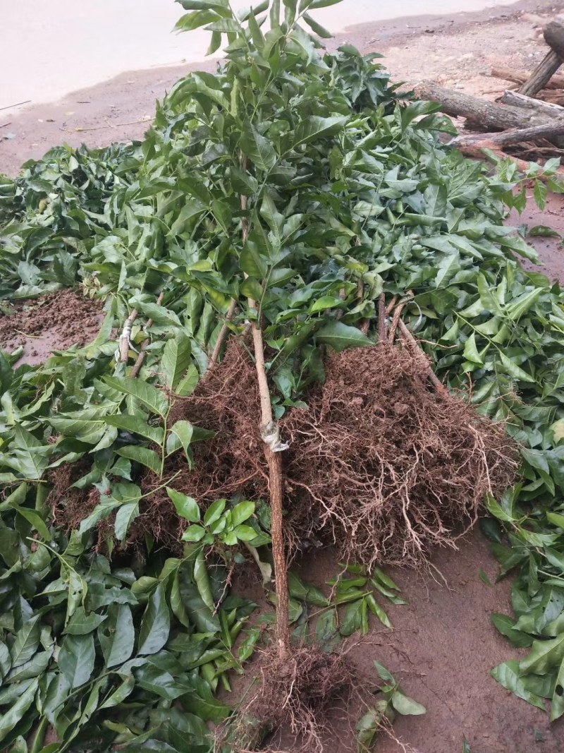 黑黄皮树苗广西灵山发货