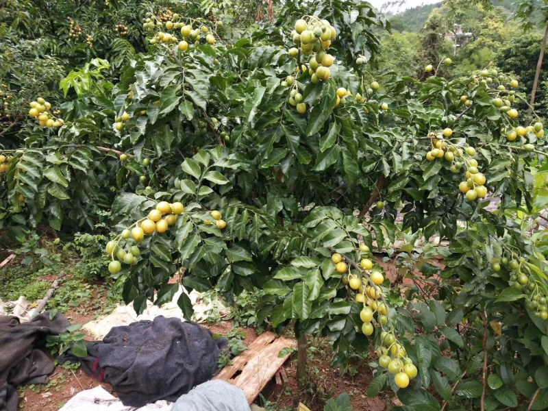 黑黄皮树苗广西灵山发货