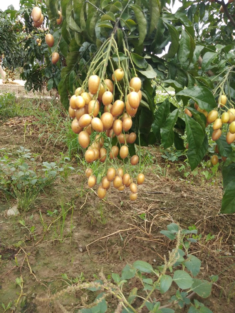 鸡心黄皮大量上市