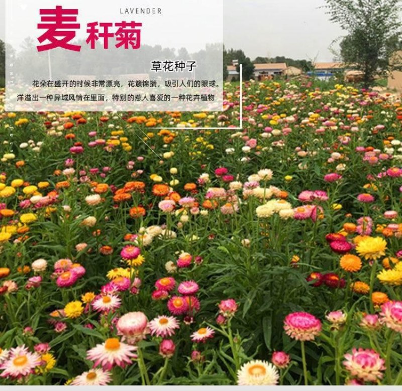 混色麦秆菊花卉种子春夏秋四季播蜡菊可做干花阳台盆栽花