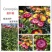 混色麦秆菊花卉种子春夏秋四季播蜡菊可做干花阳台盆栽花