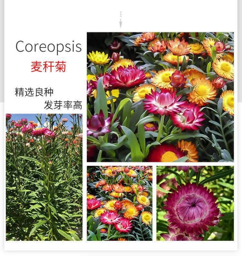 混色麦秆菊花卉种子春夏秋四季播蜡菊可做干花阳台盆栽花