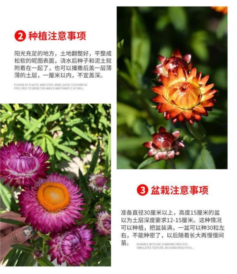 混色麦秆菊花卉种子春夏秋四季播蜡菊可做干花阳台盆栽花