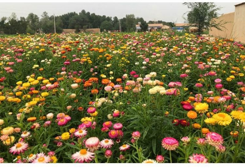 混色麦秆菊花卉种子春夏秋四季播蜡菊可做干花阳台盆栽花