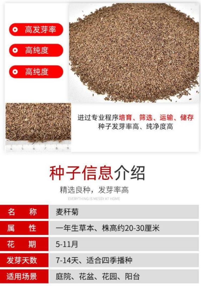 混色麦秆菊花卉种子春夏秋四季播蜡菊可做干花阳台盆栽花