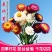 混色麦秆菊花卉种子春夏秋四季播蜡菊可做干花阳台盆栽花