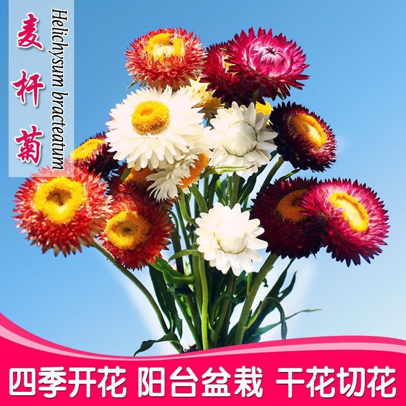 混色麦秆菊花卉种子春夏秋四季播蜡菊可做干花阳台盆栽花