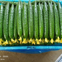 山东莘县蜜刺黄瓜大量上市，货源充足，对接电商，诚信代收