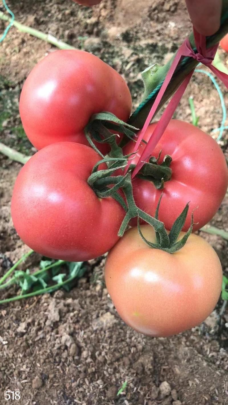 大粉番茄苗耀粉518西红柿苗—越夏耐热大果，口感好。