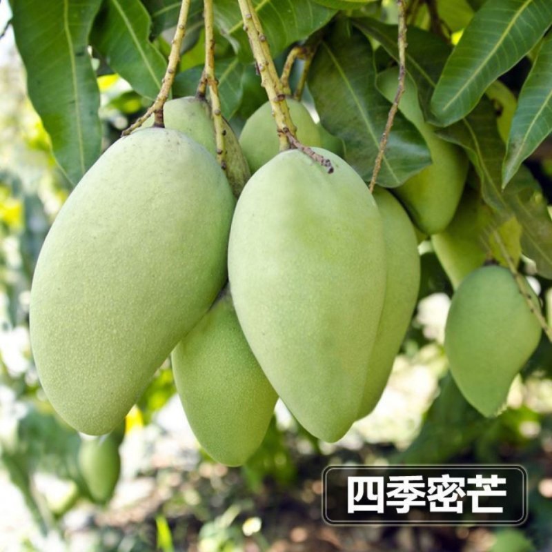 芒果树苗广西灵山发货
