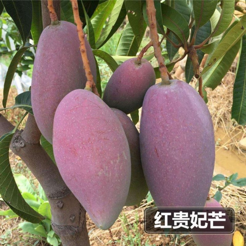 芒果树苗广西灵山发货
