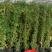 安徽滁州种植月季，全年有货，品质保证欢迎各位老板前来咨询