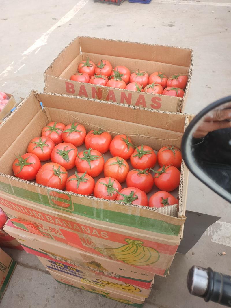 【精品】西红柿，硬粉精品货，产地直供，蔬菜之乡，量大从优