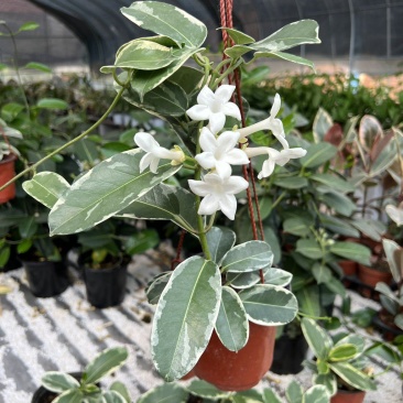 淑女兰马达加斯加茉莉锦室内外爬藤绿植盆栽花卉香飘香藤庭院