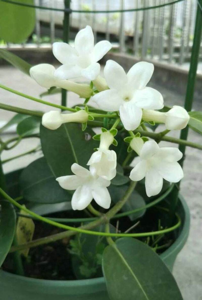 淑女兰马达加斯加茉莉锦室内外爬藤绿植盆栽花卉香飘香藤庭院