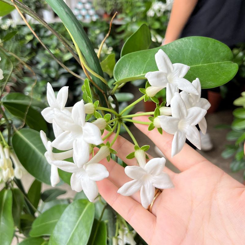 淑女兰马达加斯加茉莉锦室内外爬藤绿植盆栽花卉香飘香藤庭院