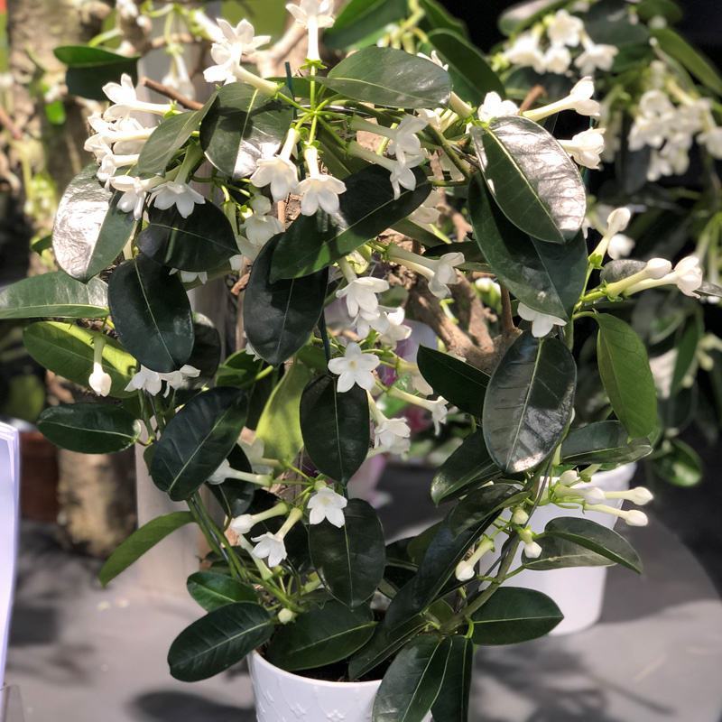 淑女兰马达加斯加茉莉锦室内外爬藤绿植盆栽花卉香飘香藤庭院