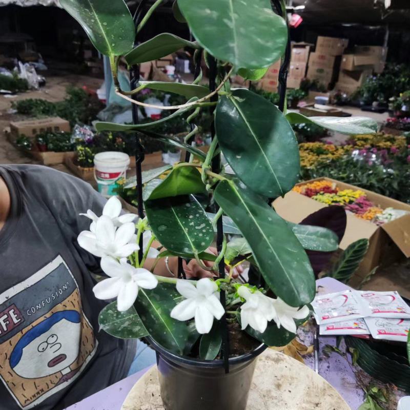 淑女兰马达加斯加茉莉锦室内外爬藤绿植盆栽花卉香飘香藤庭院