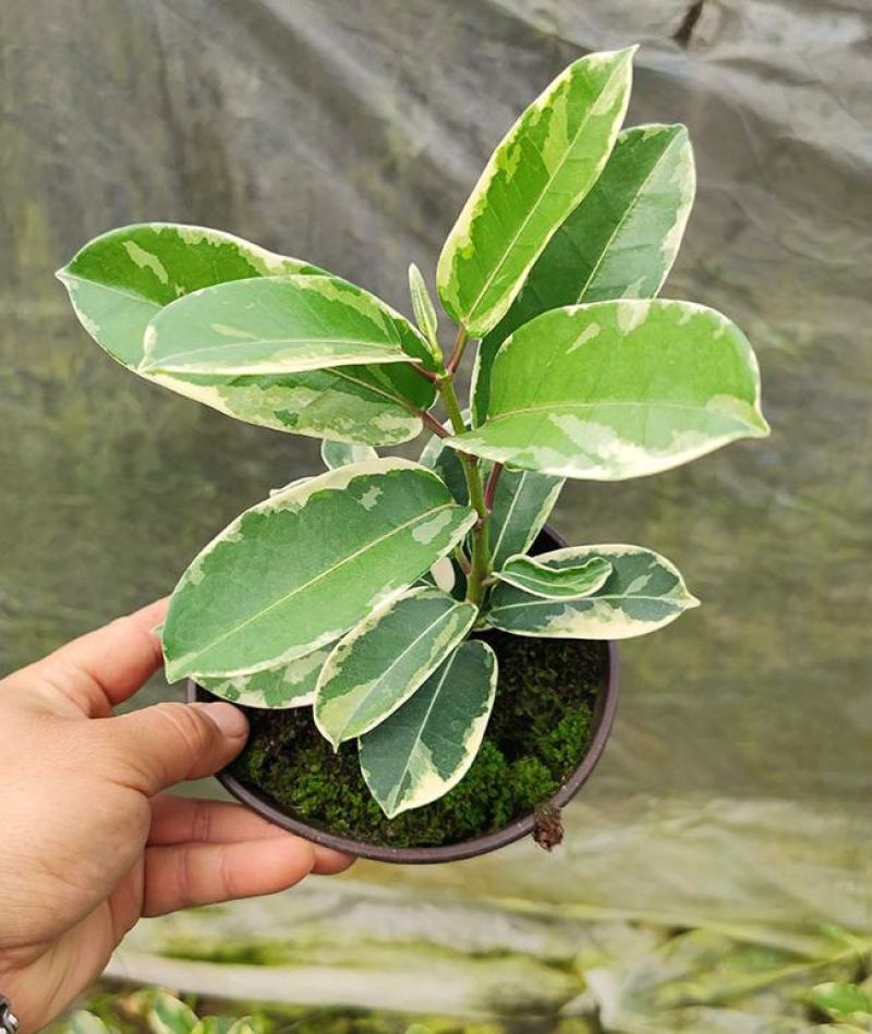 淑女兰马达加斯加茉莉锦室内外爬藤绿植盆栽花卉香飘香藤庭院