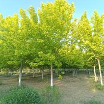 金叶复叶槭，10-12公分的金叶复叶槭