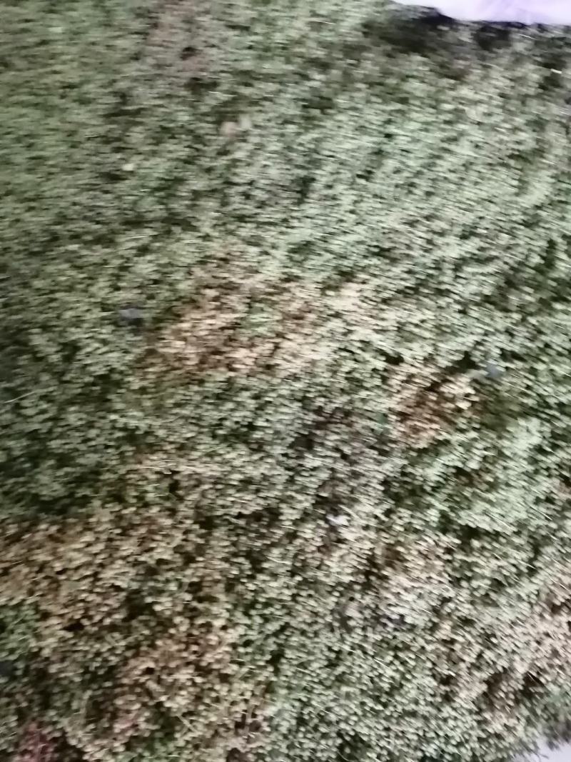 土花椒，大红袍