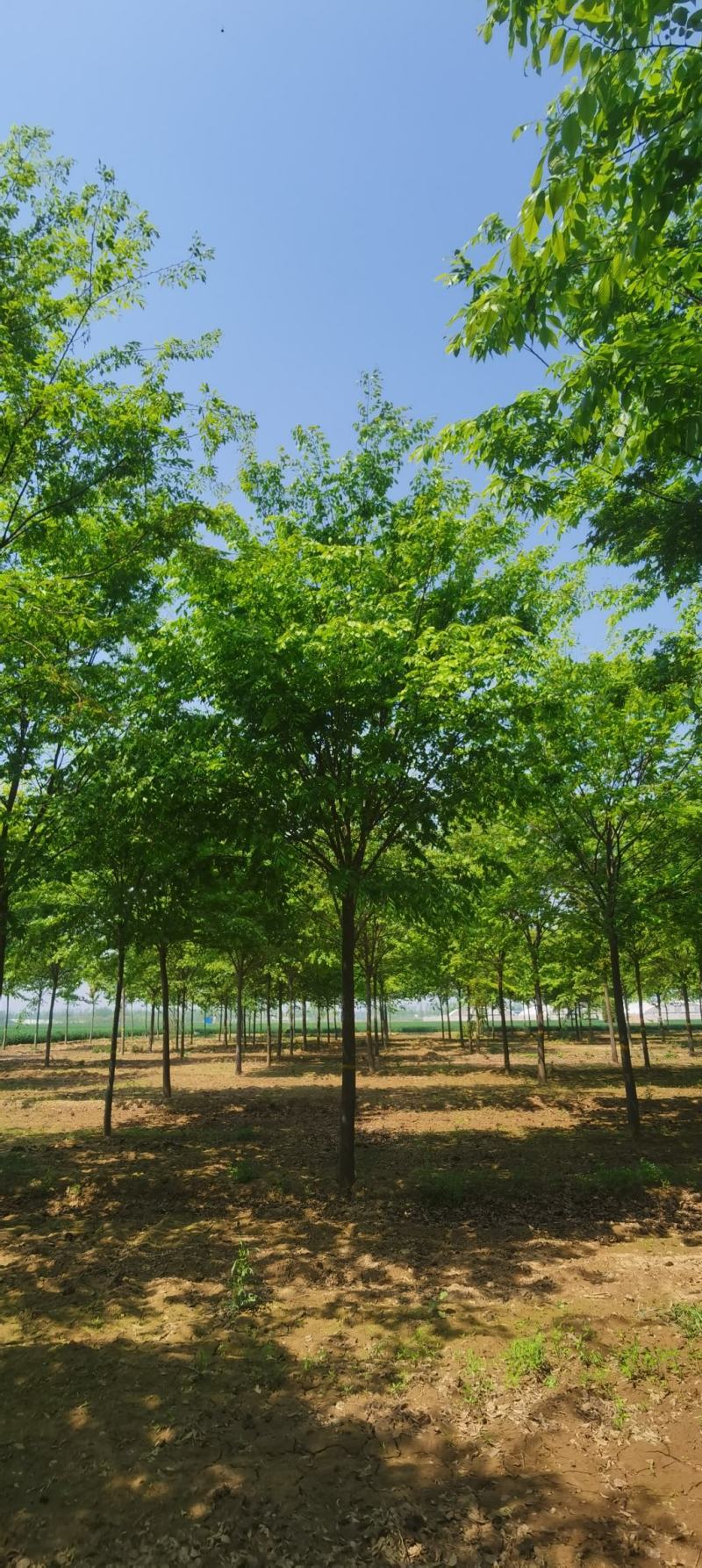 榉树，10-14公分的榉树质量如图