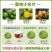 云南文山广南特早蜜橘已大量上市，金秋和脐也可以预订了