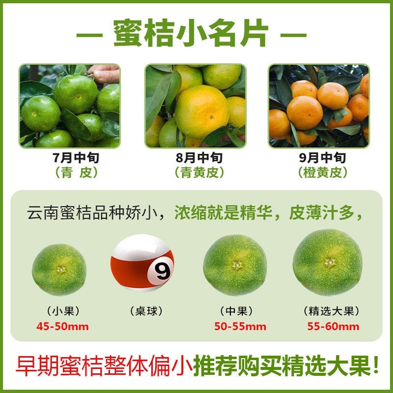 云南文山广南特早蜜橘已大量上市，金秋和脐也可以预订了