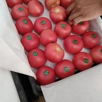 新开园大茬西红柿