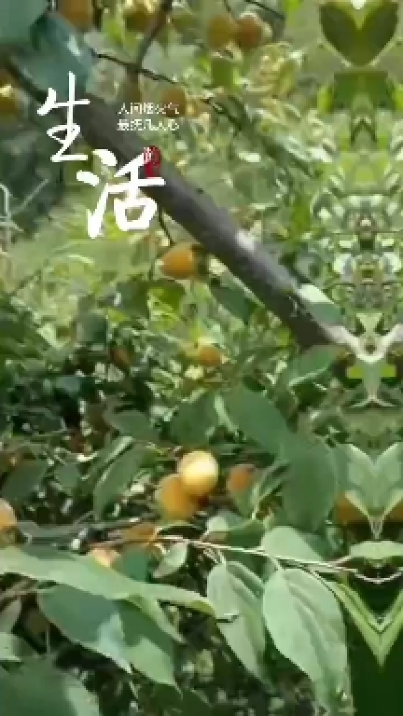 优质青梅，梅你不可，可以做多种产品，果蒲