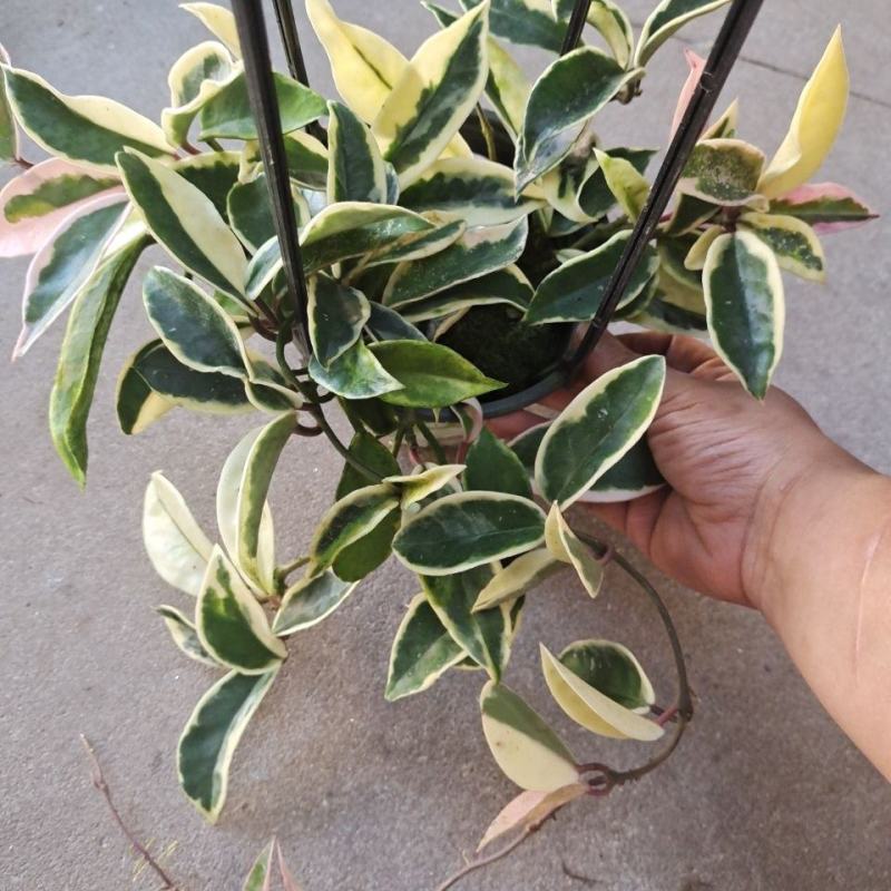 花叶球兰锦开花爬藤北欧风四季常青吊兰植物盆栽阳台室内花卉