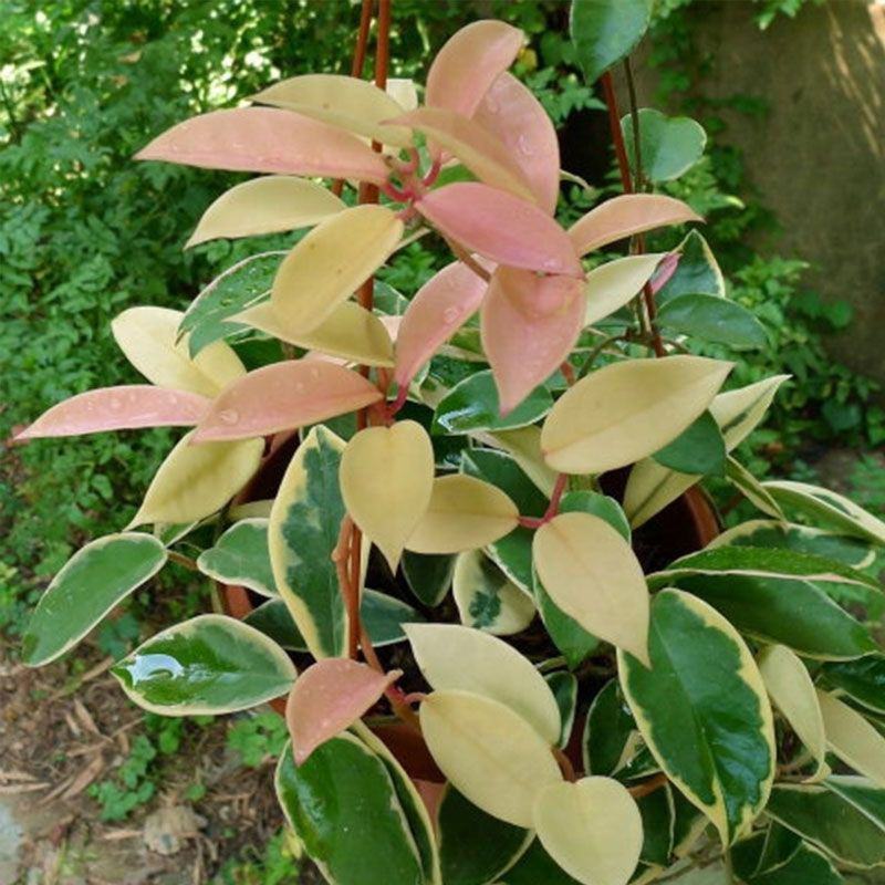 花叶球兰锦开花爬藤北欧风四季常青吊兰植物盆栽阳台室内花卉